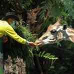 Kebun Binatang Surabaya (KBS)