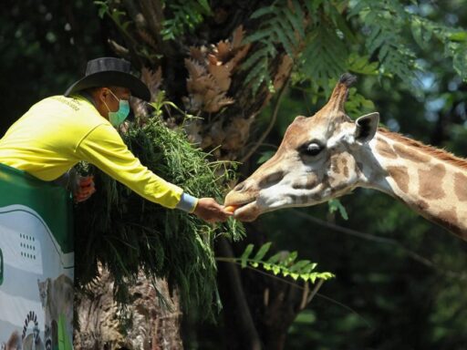 Kebun Binatang Surabaya (KBS)