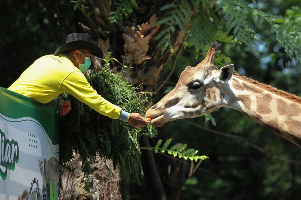 Kebun Binatang Surabaya (KBS)