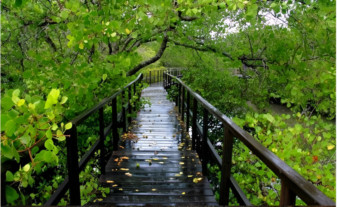 hutan mangrove kulon progo