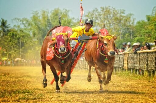 Karapan Sapi Madura