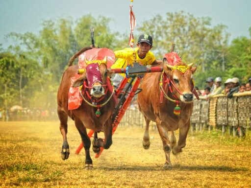 Karapan Sapi Madura