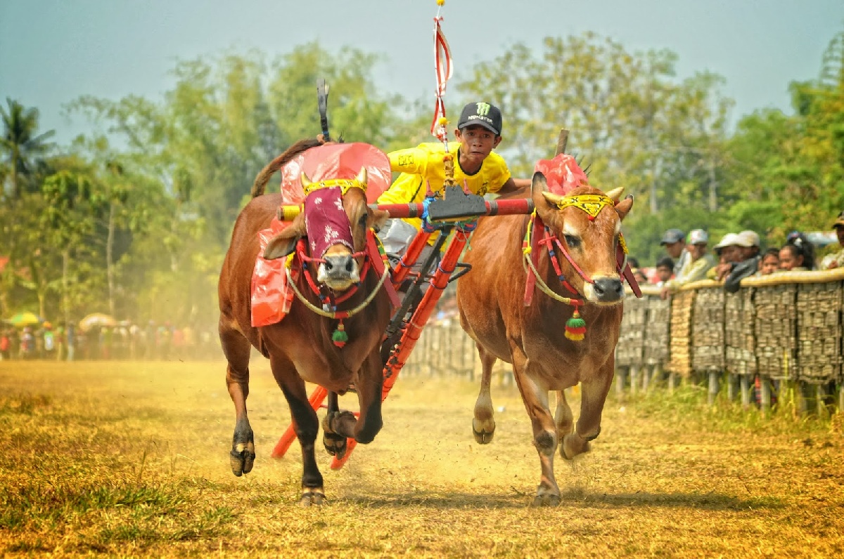 Karapan Sapi Madura