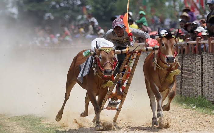 Festival karapan Sapi Madura