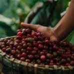 Ilustrasi : Buah Kopi Nusantara